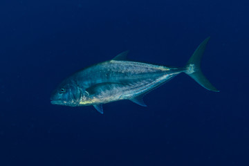 Fish swim in the Red Sea, colorful fish, Eilat Israel