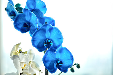 Fototapeta na wymiar Beautiful bend of a branch of blue orchid