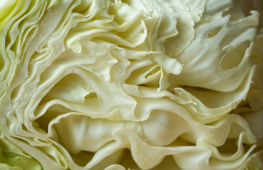 Texture of cabbage. Background of a cabbage leaf in a cut. Vegetables.