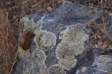 Lichen growing on a rock in Northern California