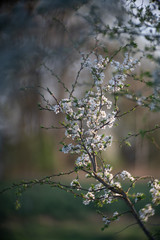 vegetation start 