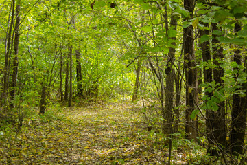 Trail in the forest covered with yellow leaves. green trees in the fall.