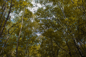Treetops covering the sky. dense autumn forest.