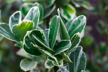 Plants in the flowerbed. Green leaves.