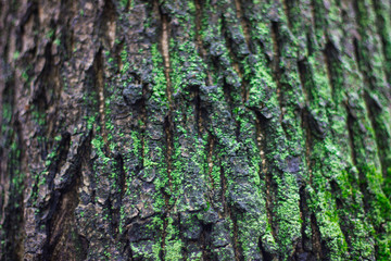 Obraz premium Tree trunk with green moss. Natural background.
