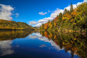 Panorama of a gorgeous forest in autumn, a scenic landscape with pleasant warm sunshine.