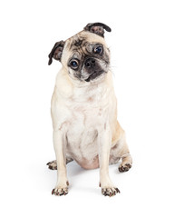 Purebred Pug Dog Sitting Facing Forward