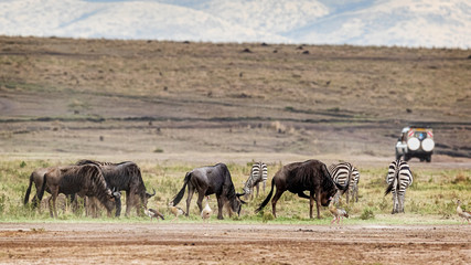 Safari Vehicle With Wildlife in Kenya