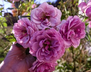 pink flowers in the garden
