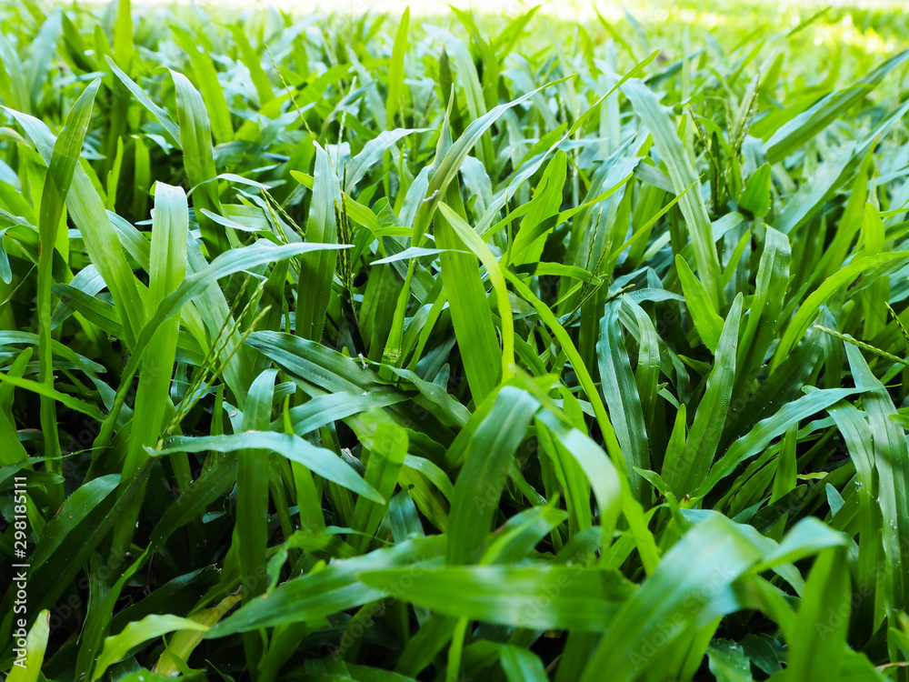 Wall mural grass