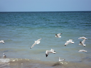 Seagulls at Exmouth Beach - Western Australia