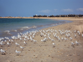 Seagulls at Exmouth Beach - Western Australia