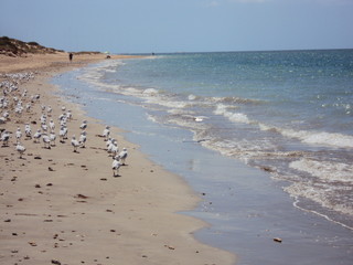 Seagulls at Exmouth Beach - Western Australia