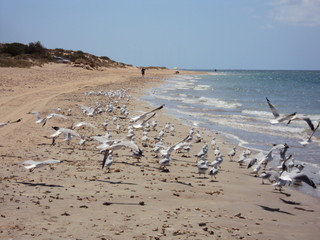 Seagulls at Exmouth Beach - Western Australia