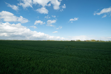 green vegetation and fields in spring