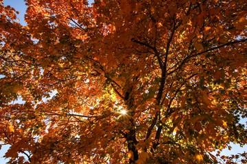 maple leaves in autumn