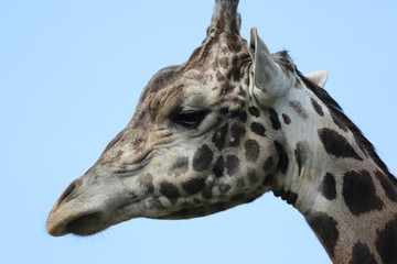 portrait of a giraffe