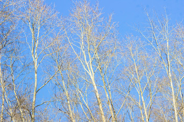 Blue sky with trees without leaves. Natural background