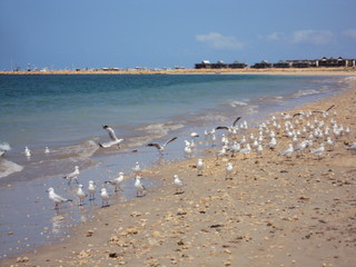 Seagulls at Exmouth Beach - Western Australia