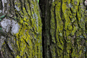 The bark of a tree covered with moss. Old tree trunk.