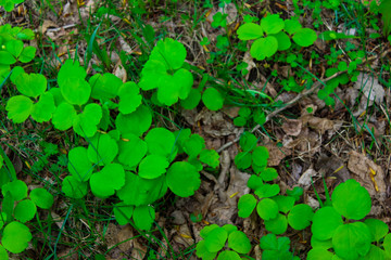 Clover petals on the ground. Floral background.