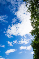 Blue sky with cumulus clouds with treetops. summer.