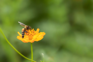 The bees find food on beautiful yellow flowers in the morning.