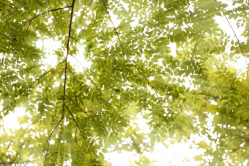 Obraz premium Green Spring Leaves On White Background.clipping path.