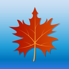 Maple leaf on blue background. Vector graphics