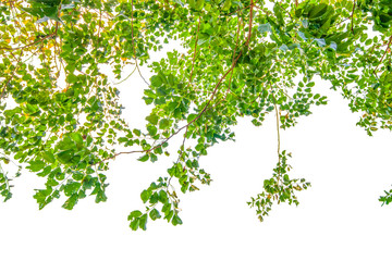 Green Spring Leaves On White Background.clipping path.