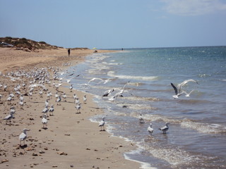 Seagulls at Exmouth Beach - Western Australia