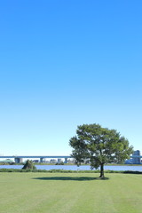青空の河川敷と木