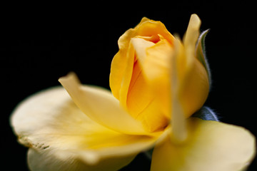 yellow rose on  a black background