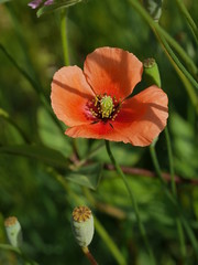 春の花_オレンジ