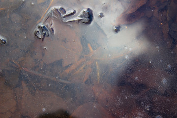 Yellow leaves frozen in a puddle. The first winter ice.