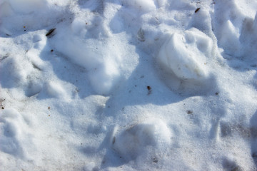 Fototapeta na wymiar The texture of dirty snow. Natural background.