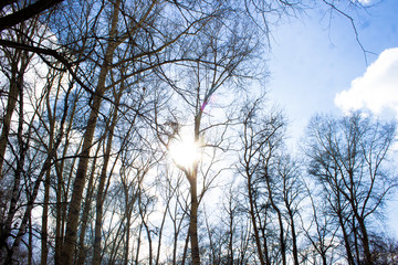 The sun shines through the branches of trees. Blue sky.