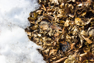 yellow foliage with snow. natural background.