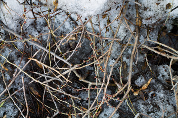 Branches from trees in the snow.