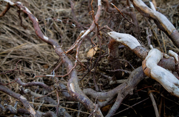 The roots of the trees thrown to the river bank. Dead trees