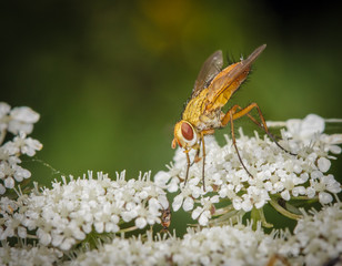 Hausfliege