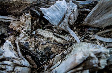 Destroyed old tree root. wood texture. Background for design.