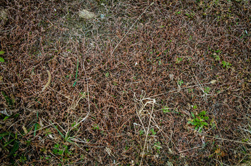 Background of dried plants on the ground. Early spring.