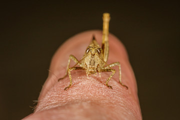 Grashüpfer auf Finger