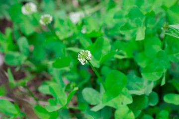 Clover flower on a background of green leaves. Floral background.