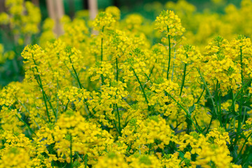 Obraz premium Background of yellow flowers. Blooming flowers on the lawn. Summer