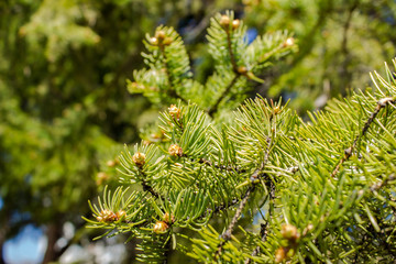 Pine branches close-up with raindrops in the forest. Green natural rustic background with fir branches. Winter, spring, summer, autumn coniferous background.