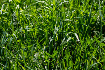 nature green leaves wall texture of the tropical forest plant,on black background. 