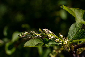Plants with flower buds. Summer time.