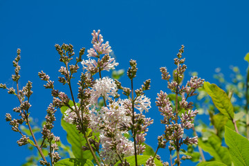 Lilac branches on a background of blue sky. background with blank space for text. Summer time.